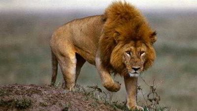 جدل في ليبيا بسبب إطلاق النار على أسد، ما القصة؟