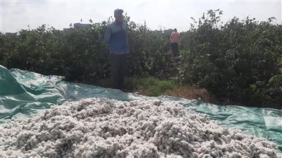 نائب محافظ البحيرة تشارك المزارعين فرحتهم بجني القطن (فيديو)