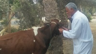 جامعة الزقازيق توجه قافلة بيطرية لقرية حسن بيه في مركز بلبيس بالشرقية