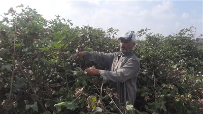 فيتو ترصد فرحة مزارعي البحيرة بموسم حصاد الذهب الأبيض (فيديو وصور)