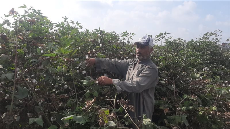 فرحة فلاحين البحيرة