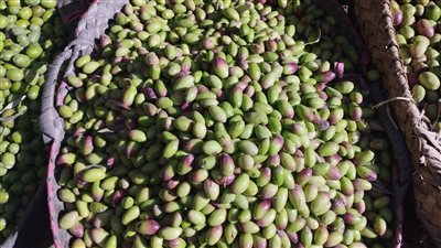  أشهرهم الكلاماتا والتفاحي الأخضر، أنواع وأسعار الزيتون في محافظة البحيرة (فيديو)