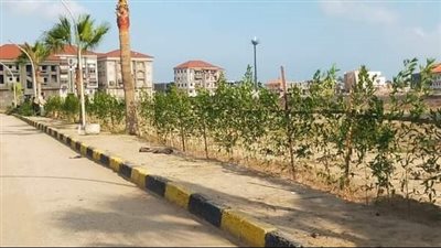 محلية النواب تناقش طلب زراعة أشجار بديلة لما تتم إزالتها أثناء التطوير