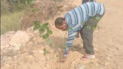 زراعة 57 شجرة بطريق مصر أسوان الزراعي مركز مطاي بالمنيا