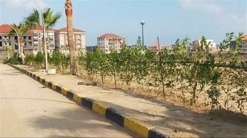 التشجير، فيتو