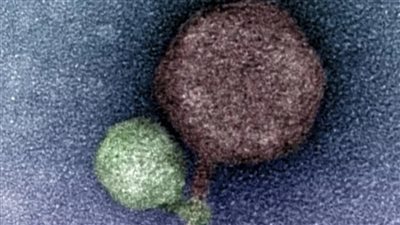 علماء يكتشفون فيروسا يشبه مصاص الدماء 