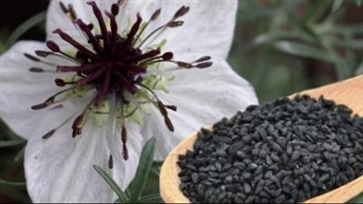 فوائد حبة البركة، تعالج الصداع والسرطان وتقاوم الالتهابات وتقوى المناعة 