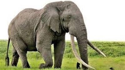 تفسير حلم الفيل في المنام وعلاقته بالرزق الكثير والحظ السعيد 