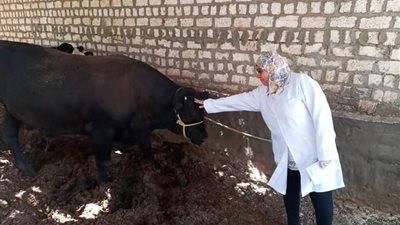  انطلاق الحملة القومية لتحصين الماشية بواحات الوادي الجديد، الأحد