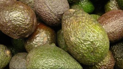 فوائد الأفوكادو، يعالج النحافة والكوليسترول ويحارب الشيخوخة والسرطان ومهم للصغار