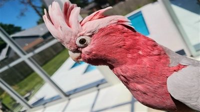 بعد 3 أشهر، إخلاء سبيل الببغاء تشارلي (صور)