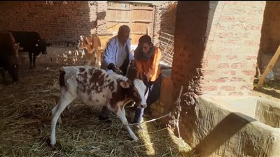 محافظ قنا يعلن انطلاق الحملة القومية لتحصين الماشية ضد الحمى القلاعية