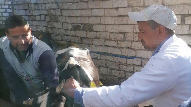 تحصين الماشية بالبحيرة،