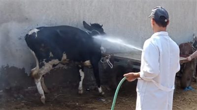 علاج 53 ألفا و579 رأس ماشية بحملات بيطرية في البحيرة