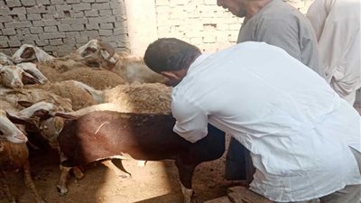 اليوم، انطلاق الحملة القومية لتحصين الماشية ضد الحمى القلاعية والوادي المتصدع بالجيزة