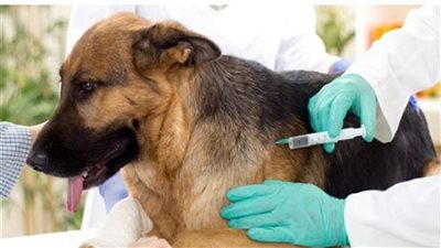 فاكسيرا توفر تطعيم السعار بسعر 130 جنيها للجرعة، وهذه طرق التعامل مع عضة الكلب