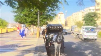 حملة مكبرة على عربات الحنطور بأسوان (صور) 