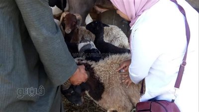بدء الحملة القومية لتحصين رؤوس الماشية بأسوان غدا (صور)