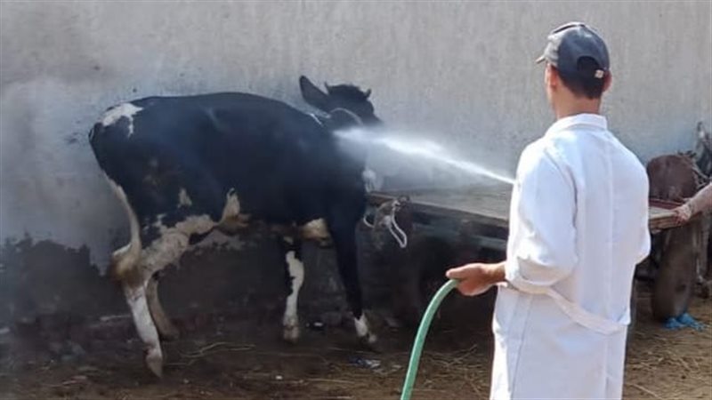 جهود بيطري البحيرة،