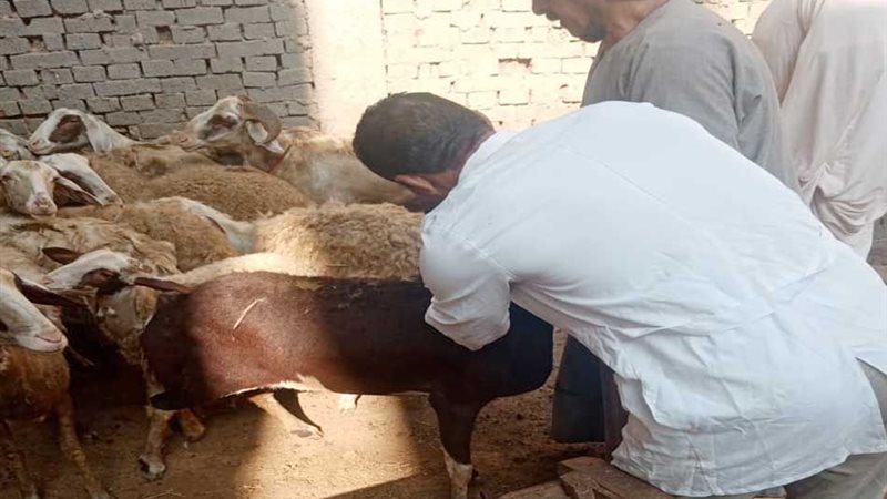 حملة بيطرية في الجيزة،