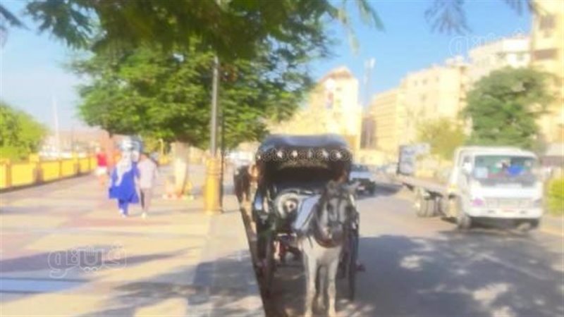 حملة مكبرة على عربات