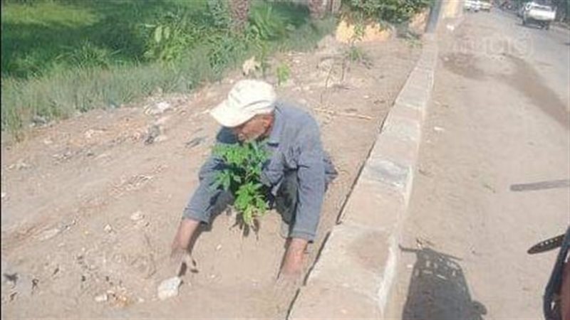 أشجار مثمرة بالمنيا،