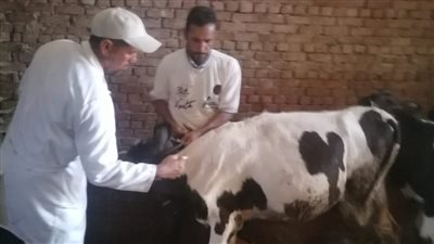 تحصين 20800 رأس ماشية خلال أول أيام الحملة القومية بالبحيرة