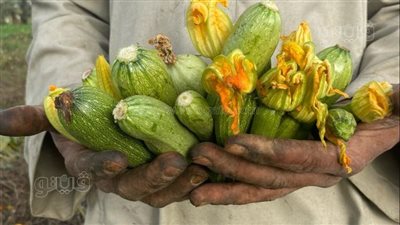 منور مزارع المنيا، فرحة المزارعين باستقبال موسم حصاد الكوسة ( صور)