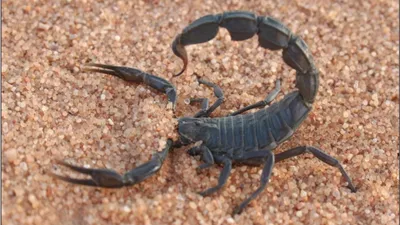 العقارب تلدغ شخصين بواحة الفرافرة في الوادي الجديد 