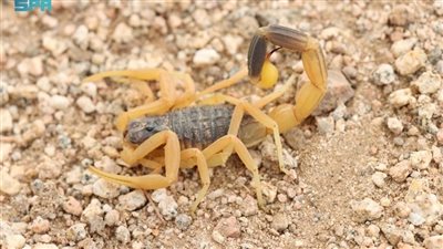 5 أنواع من العقارب في السعودية، 