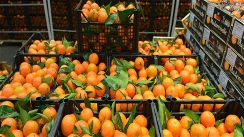 الفاكهة اليوم في