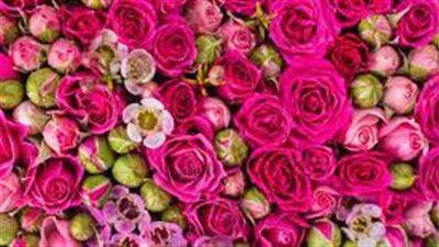 تفسير حلم الورد في المنام وعلاقته بتولي منصب مرموق 