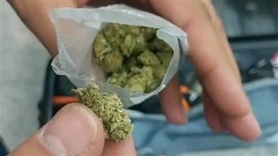 إحباط تهريب نبات الماريجوانا المخدر بحوزة راكب في مطار الغردقة