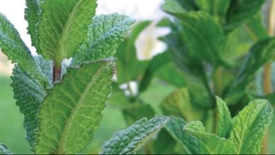 فوائد النعناع، يهدئ السعال ويطرد البلغم ويساعد على علاج نزلات البرد والأنفلونزا 