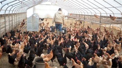 مذبحة للديوك الرومي في ألمانيا والدنمارك