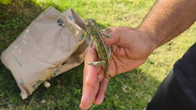البيئة تنجح فى ضبط أحد تجار الحيوانات والطيور البرية عبر مواقع صفحات التواصل الاجتماعي