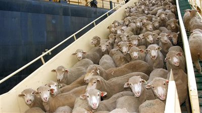 الإعدام هو الحل، زيادة كبيرة في أعداد الأغنام بأستراليا