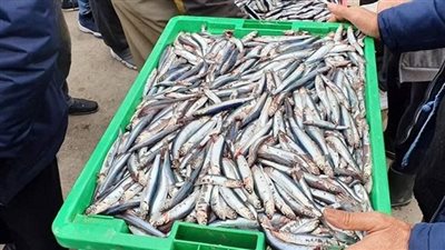 تفسير حلم السمك الصغير في المنام وعلاقته بفتح أبواب الرزق 