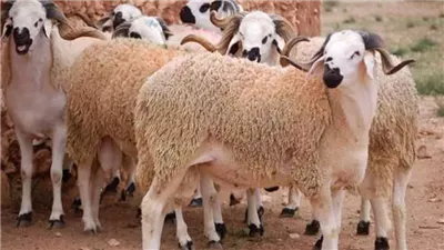 ما مدى مشروعية صكوك الأضاحي في الإسلام؟، الإفتاء تجيب 