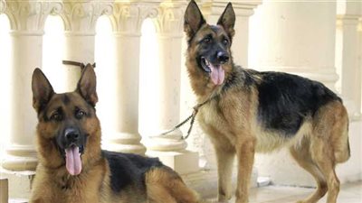 بدء تفريغ كاميرات المراقبة بواقعة التعدي على سيدة داخل كمبوند بسبب الكلاب