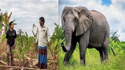 فهم أصوات الفيلة باستخدام الذكاء الاصطناعي