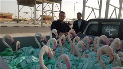 البيئة تعيد إطلاق 60 طائر فلامنجو في ملاحة بورفؤاد (فيديو)