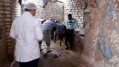 الطب البيطرى بالإسماعيلية يواصل حملة التحصين والتوعية الإرشادية (صور) 