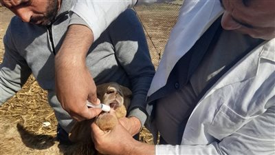 بيطري البحيرة يحصن 105 آلاف رأس ماشية ضد الحمى القلاعية والوادي المتصدع 