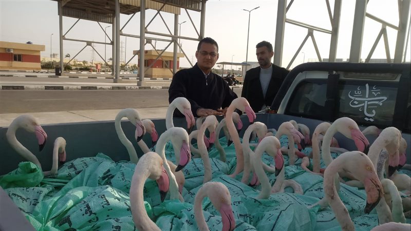 طيور الفلامنجو، فيتو