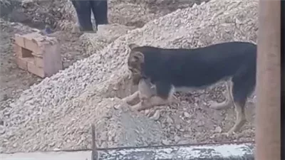 كلب يدفن صغاره بعد القصف في غزة، قصة الفيديو المؤثر الذي هز مواقع التواصل الاجتماعي