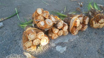 فوائد الجمار، يحمى من السرطان ويقوى المناعة ويقوى النظر