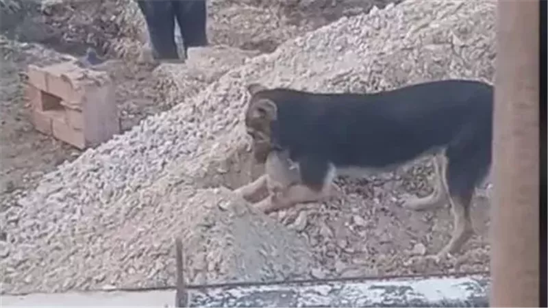 كلب يدفن صغاره بعد
