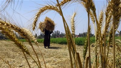 الزراعة: ظاهرة التسويح طبيعية ولا تدعو للقلق في صنف قمح سخا 95