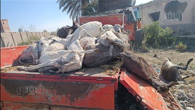 مفاجأة غير متوقعة في واقعة العثور على 28 جثة حمار داخل سيارة بالغربية (صور)